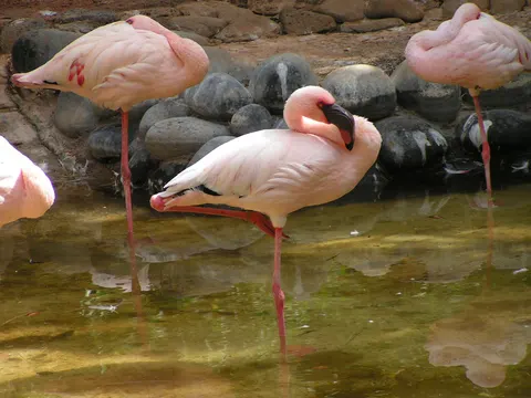 Oasis Wildlife Fuerteventura