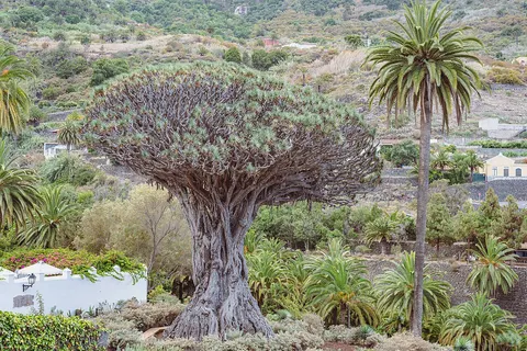 Mirador al Drago Milenario