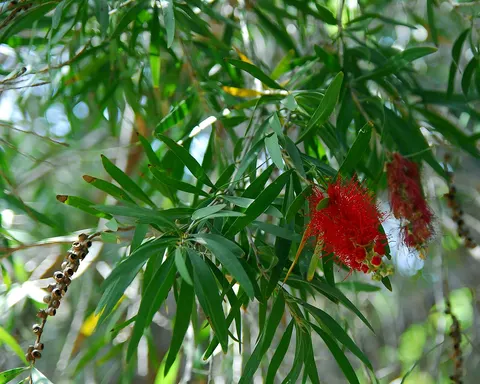 Botanical Garden