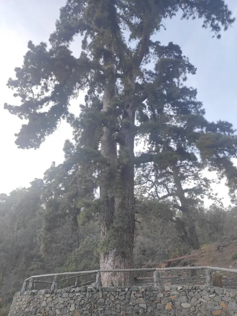 Pino de las dos Pernadas