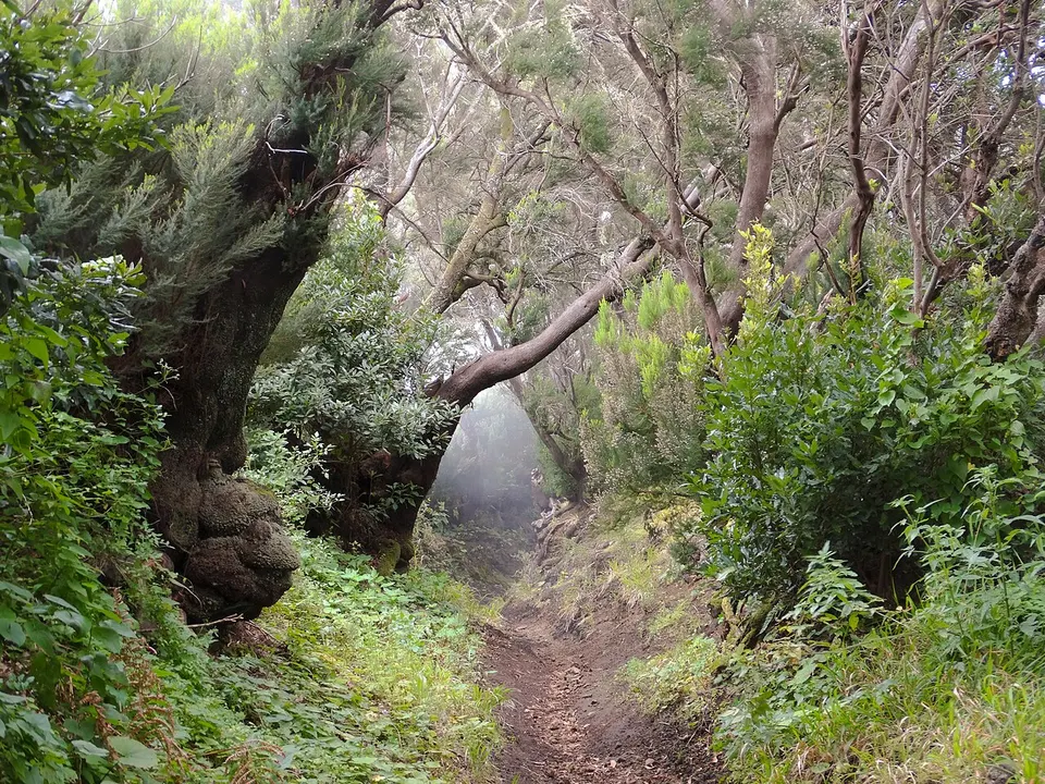 Parque natural de Cumbre Vieja