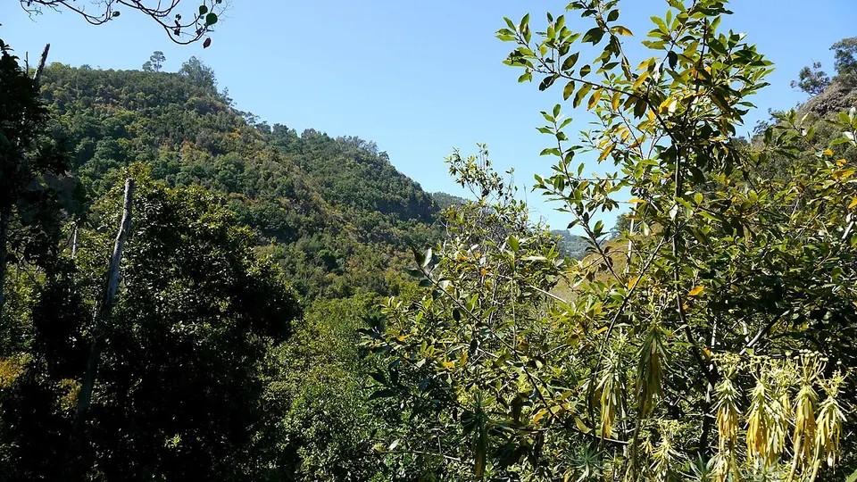 Reserva Natural Especial de Los Tilos de Moya